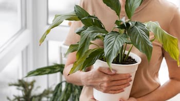 Respirá mejor: estas 7 plantas eliminan toxinas, limpian el aire de tu hogar y lo transforman en un pulmón verde