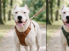 Pretal común o antitirones para perros: cuál puede facilitar los paseos y proteger la comodidad de tu mascota