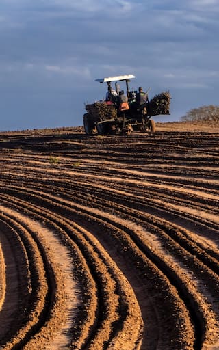 Fenómeno de El Niño golpea a Colombia: los alimentos que podrían escasear durante la sequía