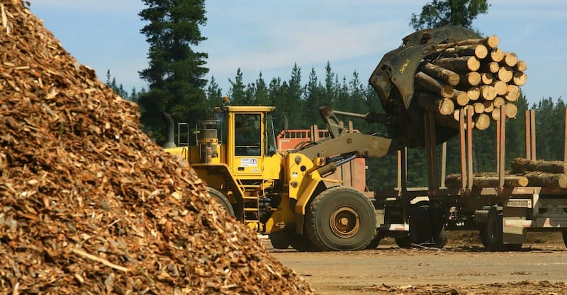 El proyecto estará enfocado en la producción de pasta fluff, una celulosa de fibra larga derivada del pino.