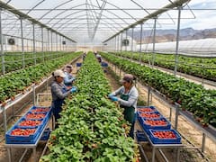 Expertos del agribusiness en México advierten: el país no debe ceder ante las presiones de Trump en el T-MEC