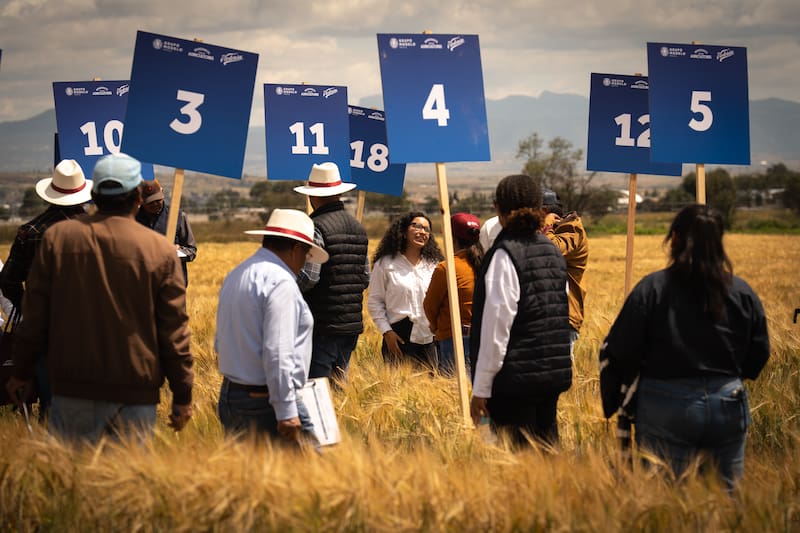 Producción de cebada para Grupo Modelo en el Centro de Innovación de Cebada Rancho Primavera, en Calpulalpan, Tlaxcala.