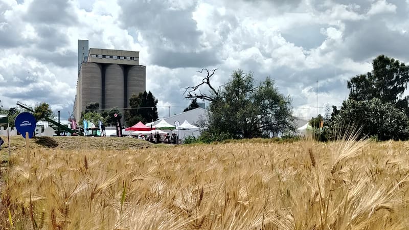 Producción de cebada en el Centro de Innovación de Cebada Rancho Primavera, en Calpulalpan, Tlaxcala.