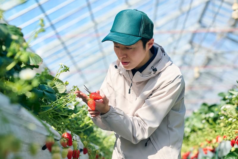 ¿Cultivas fresas en México para exportar? Atención.