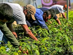 Cosechando Soberanía: el Gobierno ofrece créditos de hasta 1.3 millones de pesos para productores de maíz y trigo, cuáles son los requisitos