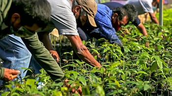 Cosechando Soberanía: el Gobierno ofrece créditos de hasta 1.3 millones de pesos para productores de maíz y trigo, cuáles son los requisitos