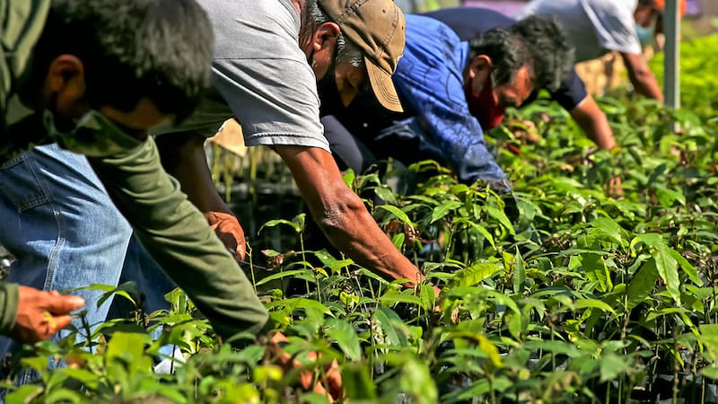 Productores de maíz y trigo podrán acceder a créditos mediante Cosechando Soberanía.