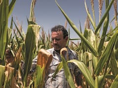 Regresa el apoyo económico para todos los productores del país: el Gobierno pagará hasta 7,5000 pesos a quienes cumplan esta condición