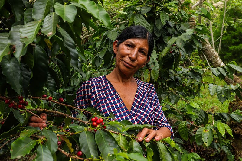 A través del programa Sembrando Vida, el Gobierno otorga un pago de 6,500 pesos. Fuente: archivo