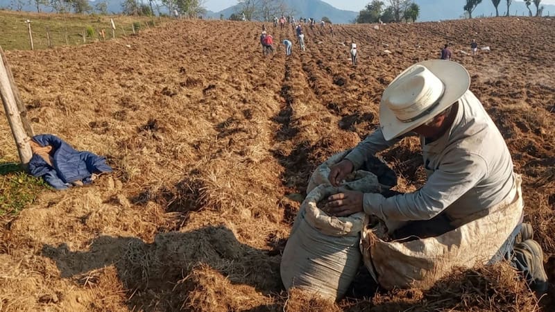 El programa Sembrando Vida busca rescatar al campo mexicano y frenar la degradación ambiental.