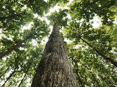 Tronco torcido | La acción de Proteak Uno pasó de valer más de 20 pesos a unos cuántos centavos