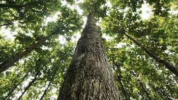 Tronco torcido | La acción de Proteak Uno pasó de valer más de 20 pesos a unos cuántos centavos