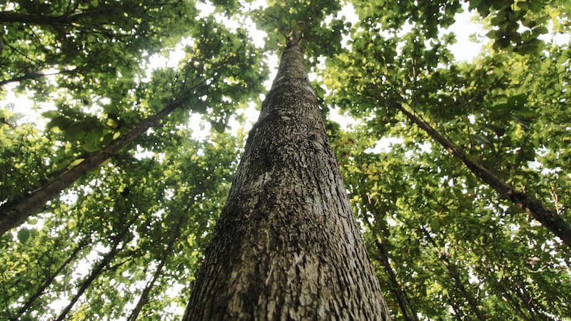 Considerada en su momento uno de los mayores productores de teca a nivel mundial, Proteak debutó en la BMV en junio de 2010, tras un periodo de escasez de ofertas públicas iniciales.