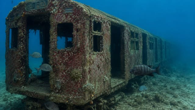 En 2001, Nueva York empezó a tirar antiguos vagones de metro al océano: años después, se habían convertido en arrecifes con una particular vida marina