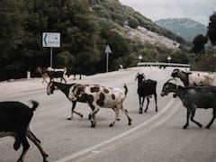 Una joya en la ingeniería | El país que inauguró mega puente peatonal exclusivo para el cruce de animales: es el orgullo de América