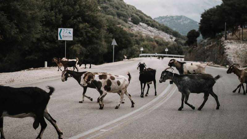 Puente de cruce para animales