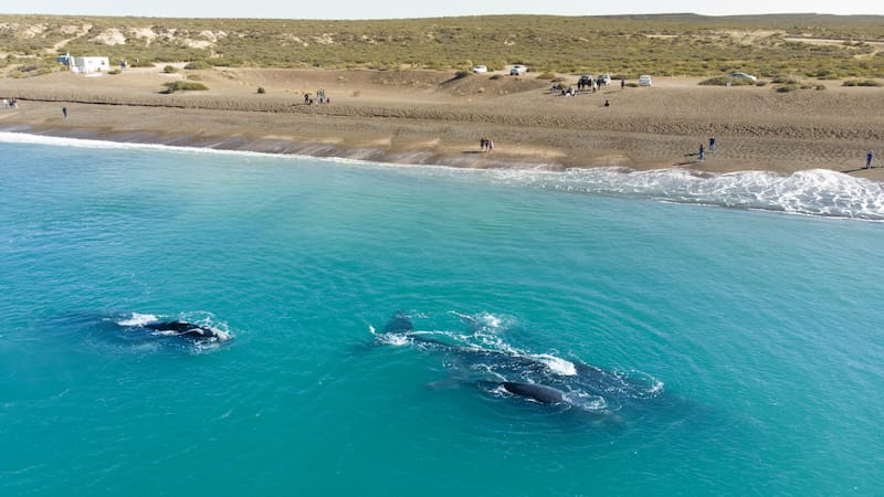 Se buscan voluntarios para vivir gratis en Puerto Madryn.