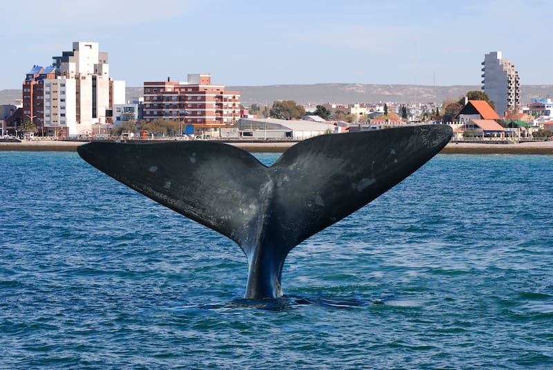 Puerto Madryn, Chubut.