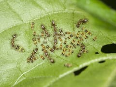 Ni insecticidas ni productos químicos como primera opción: cómo combatir cinco plagas comunes del jardín