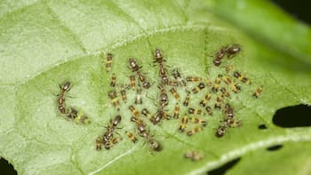 Ni insecticidas ni productos químicos como primera opción: cómo combatir cinco plagas comunes del jardín