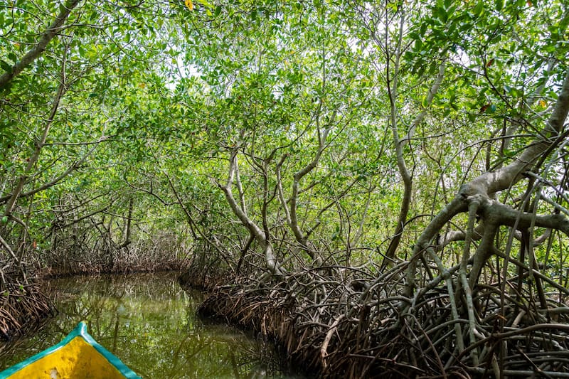 Los manglares, al igual que los ecosistemas costeros actúan como reservorios profundos de carbono.