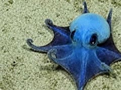 Descubren una nueva especie submarina que entra en la palma de la mano y vive a 1800 metros de profundidad
