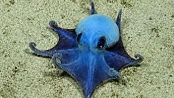 Descubren una nueva especie submarina que entra en la palma de la mano y vive a 1800 metros de profundidad