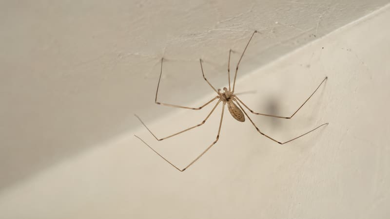 Qué significa encontrar una araña en tu casa