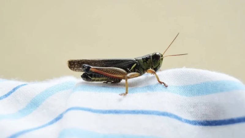 Qué significa escuchar grillos en tu casa de noche y por qué es algo positivo