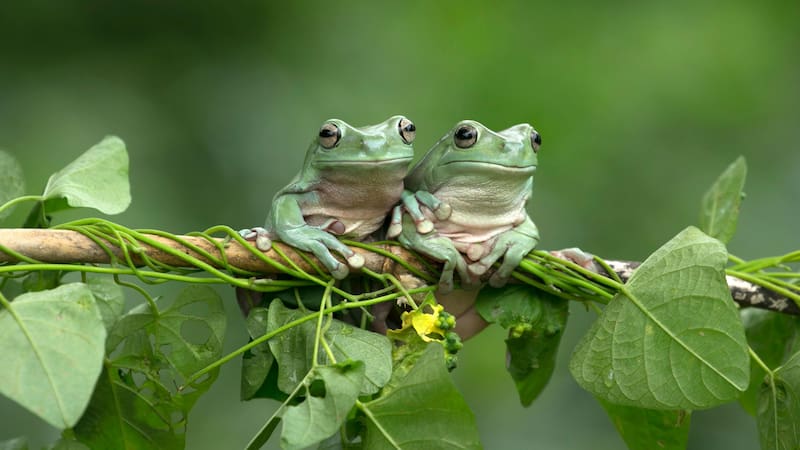 ¿Qué significa escuchar una rana cantar en tu jardín?
