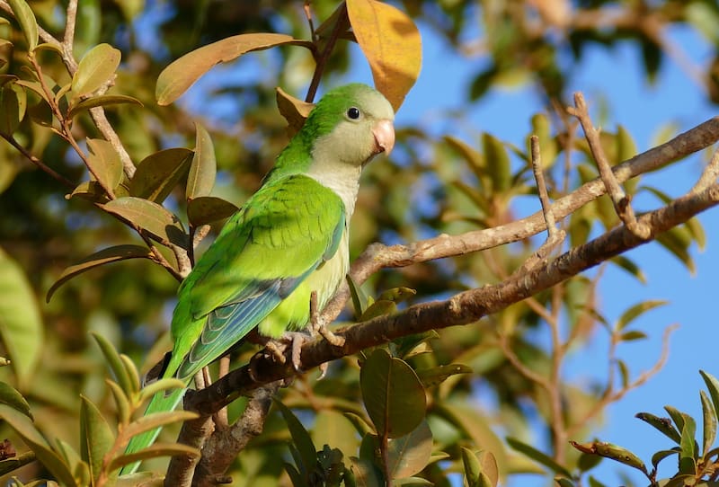 Qué significa oir cotorras cantar en tu jardín.
