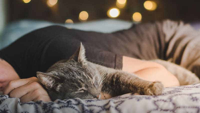 Qué significa que los gatos duerman arriba de sus dueños, según los expertos
Fuente: Shutterstock
