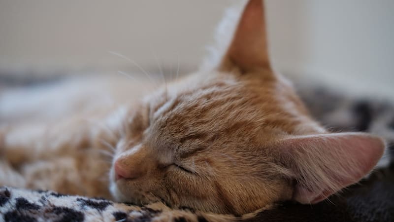 Qué significa que los gatos duerman arriba de sus dueños, según los expertos
Fuente: Shutterstock