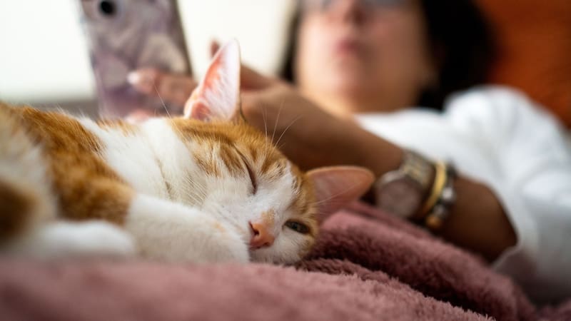 Qué significa que los gatos duerman arriba de sus dueños, según los expertos
Fuente: Shutterstock