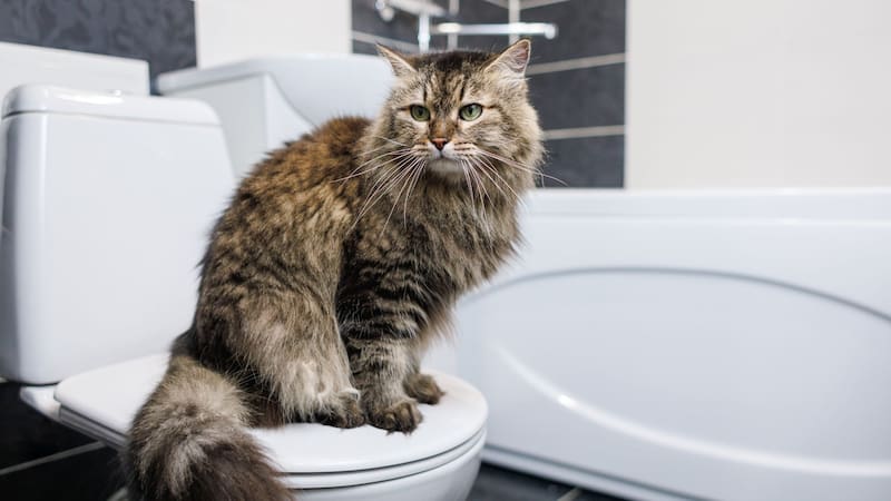 Qué significa que los gatos sigan a sus dueños al baño y cuál es el origen de este comportamiento
Fuente: Shutterstock
