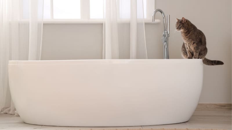 Qué significa que los gatos sigan a sus dueños al baño y cuál es el origen de este comportamiento
Fuente: Shutterstock