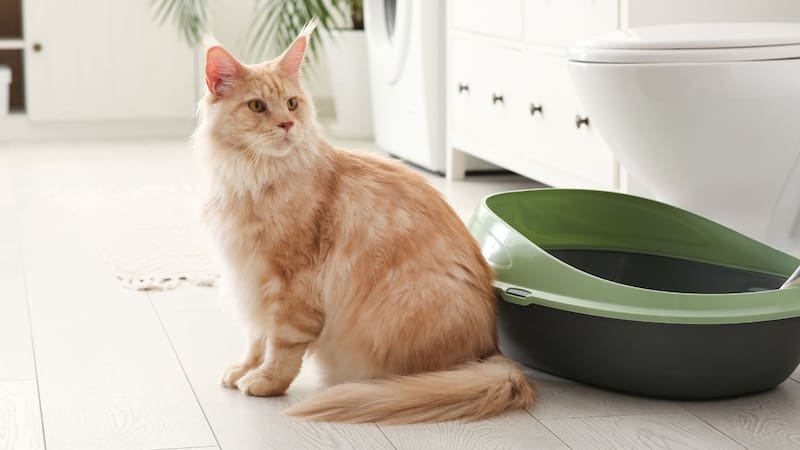Qué significa que los gatos sigan a sus dueños al baño y cuál es el origen de este comportamiento
Fuente: Shutterstock