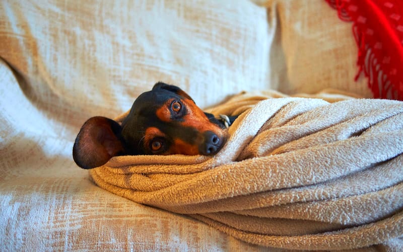 Qué significa que tu perro se mueva o ladre mientras duerme