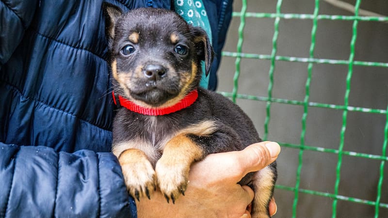 Qué significa que una persona adopte perros de la calle, según la psicología
Fuente: Shutterstock