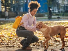 El Gobierno lanzó un nuevo curso gratuito para ser domesticador de perros: quiénes pueden participar