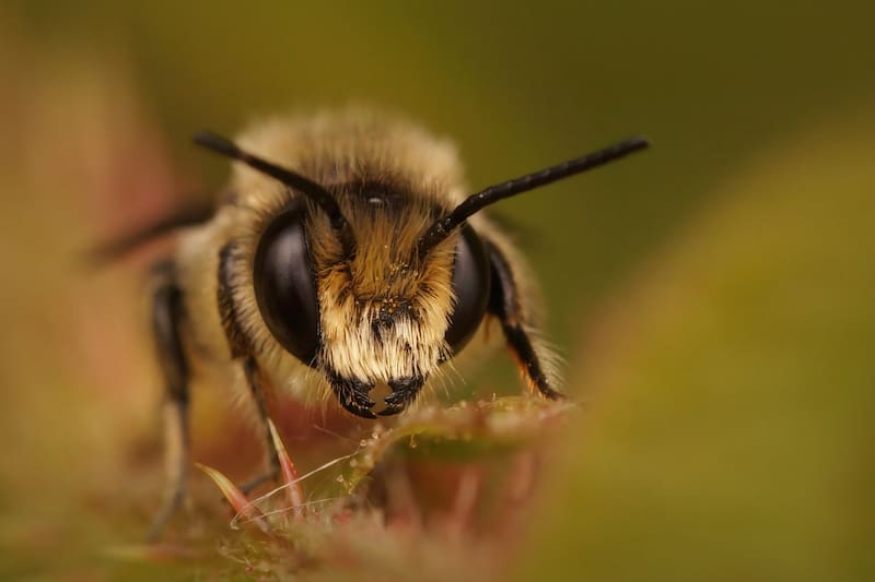 Qué significa ver una abeja dando vueltas por tu casa y por qué deberías prestarle atención