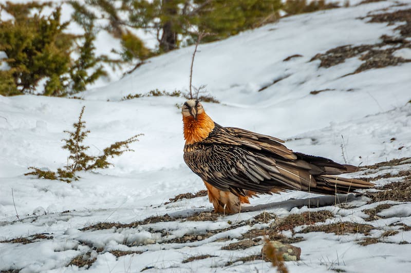 España hace historia con el nacimiento de este animal en peligro de extinción: nace tras un siglo la primera cría en libertad.