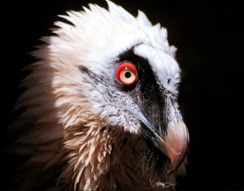 España hace historia con el nacimiento de este animal en peligro de extinción: nace tras un siglo la primera cría en libertad.