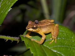 Descubrimiento histórico en latinoamerica: una nueva especie de rana con rasgos únicos cambia todo lo que se conocía de la especie