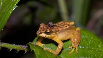 Descubrimiento histórico en latinoamerica: una nueva especie de rana con rasgos únicos cambia todo lo que se conocía de la especie
