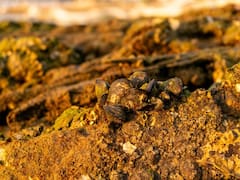 Peñoles dispara su utilidad 480% en 4T 2025 por metales preciosos, pero la acción cae 8% en la Bolsa