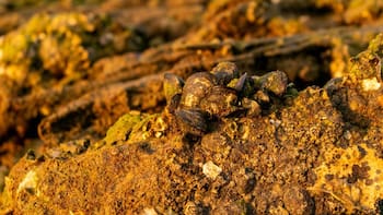 Peñoles dispara su utilidad 480% en 4T 2025 por metales preciosos, pero la acción cae 8% en la Bolsa