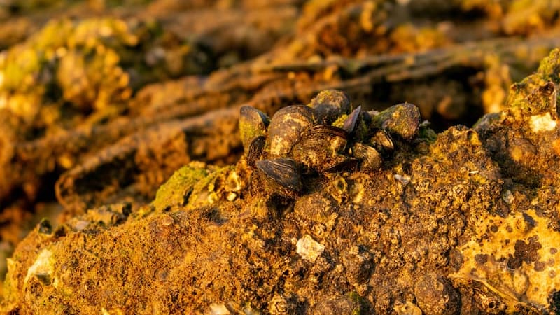 El país de América Latina que produce más de 130 toneladas de oro al año y supera a potencias mundiales (foto: archivo).