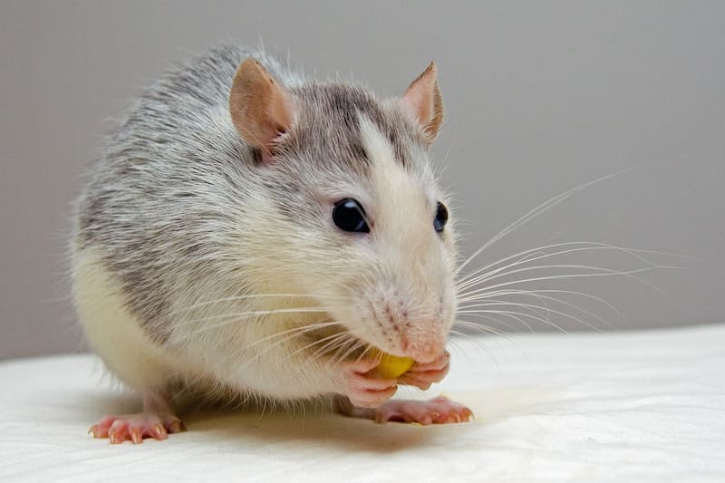El hantavirus es una enfermedad potencialmente mortal transmitida por roedores infectados. Fuente: Shutterstock