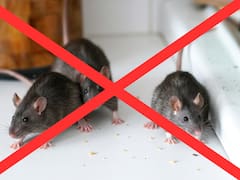 Las tres plantas aromáticas que ahuyentan a las ratas del jardín sin necesidad de usar trampas ni repelentes